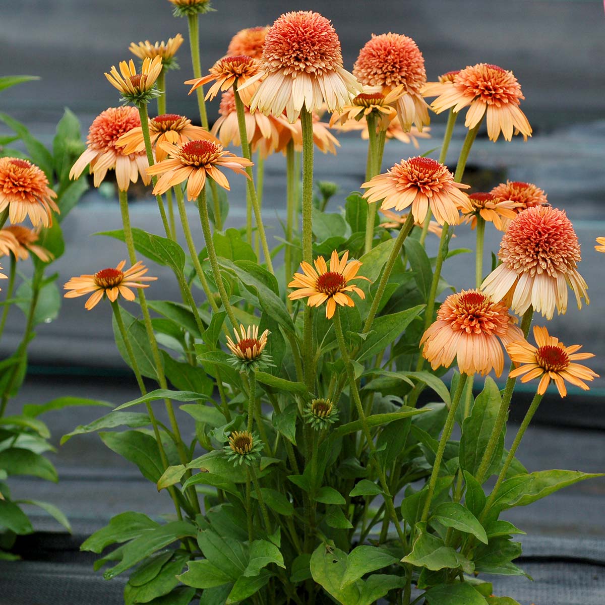 Echinacea purpurea 'Supreme Cantaloupe'